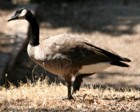 Birds of the Sierra Nevada