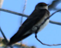 Birds of the Sierra Nevada