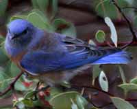 Birds of the Sierra Nevada