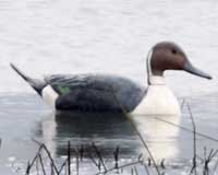 Northern pintail