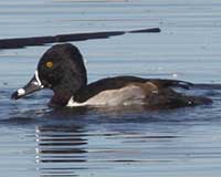 Ring-necked duck