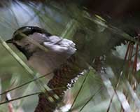 Mountain chickadee