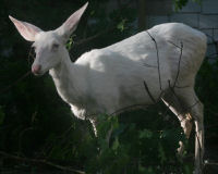 Mule deer