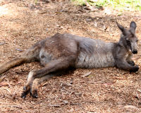 Eastern grey kangaroo