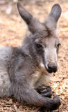 Eastern grey kangaroo